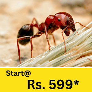 From mosquitoes during the monsoon to termite infestations in wooden furniture, the need for pest control service in Matigara has never been more important.