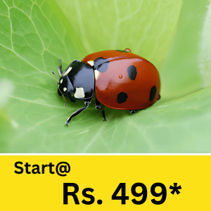 From mosquitoes during the monsoon to termite infestations in wooden furniture, the need for pest control service in Matigara has never been more important.