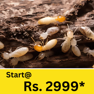 From mosquitoes during the monsoon to termite infestations in wooden furniture, the need for pest control service in Matigara has never been more important.